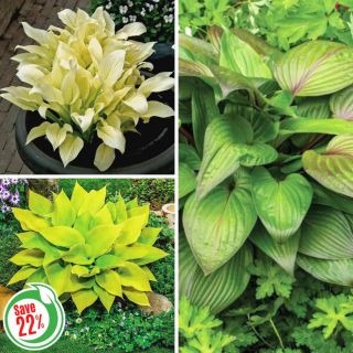 Hosta Collection 1 Thumbnail